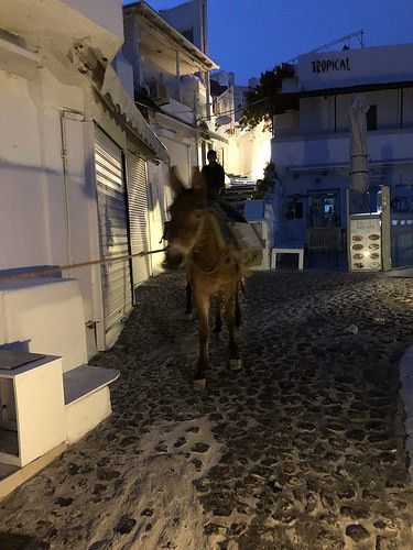 The poor donkeys of Santorini